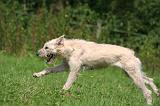 BOUVIER DES ARDENNES 369